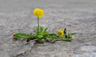 如何做喷除草剂神器 有哪些注意事项