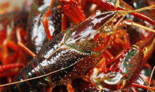 活的小龙虾如何处理干净 哪些地方要去掉呢