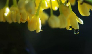 桂花香水怎么做 这样做的桂花香水最好闻