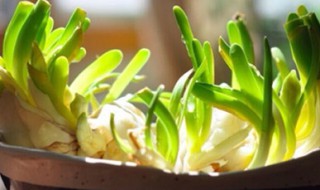 水仙花种球怎么保存 保存种球的方法