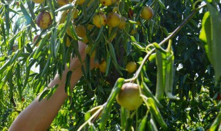 刚摘的枣子怎么保存 如何存放枣