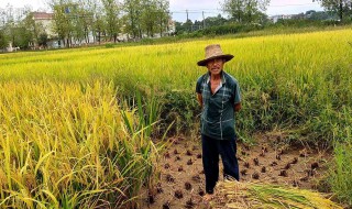 农民伯伯辛苦的句子 形容农民伯伯辛苦的句子有哪些