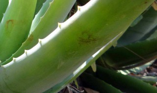 芦荟榨汁了怎么保存 存放芦荟汁的方法