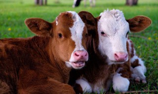 饲养小牛的方法 这样饲养的小牛最健康