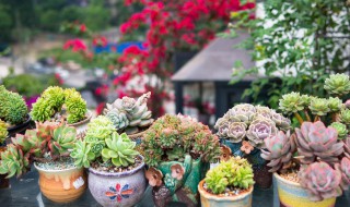 盆栽烂根如何处理 如何预防烂根