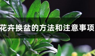 植株转移花盆的步骤 什么时间换盆最合适