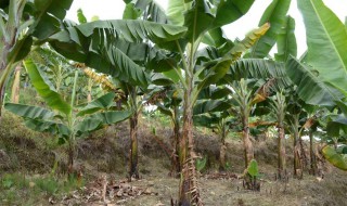 芭蕉莲种植方法 芭蕉莲种植方法是什么