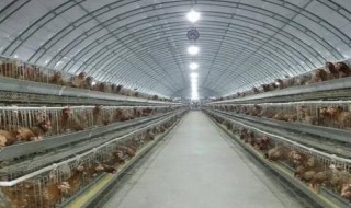 大棚养鸡水气太大如何处理 大棚养鸡水气太大的处理方法