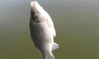 鱼饵过干如何处理 用不完的鱼饵怎么办