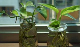 大绿萝水培方法 大叶绿萝水培方法介绍