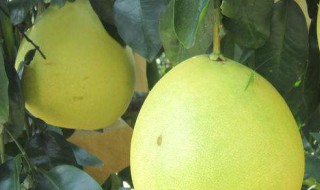 柚子做菜的方法 柚子做菜的方法简述