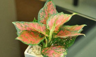 如意花怎么养 如意花养殖方法介绍