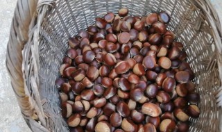 生栗子怎么保存不长虫 生栗子保存方法介绍