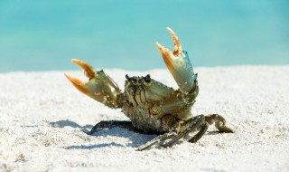 怎么钓螃蟹 钓螃蟹的方法