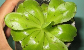 如何处理屋里的小飞虫子 家庭卫生一定要搞好