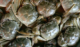 螃蟹怎么保存在冰箱里面 还可以怎么保存呢