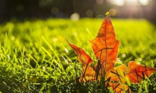 描写落叶的唯美句子 描写落叶的唯美句子列述