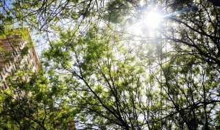 早上问候语温馨 早上问候语温馨推荐