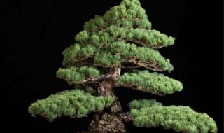 五针松盆景的养护方法 五针松盆景如何养护