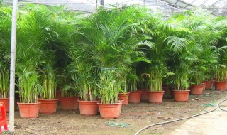 凤尾竹的养殖方法和注意事项 凤尾竹的养殖方法和注意事项简述