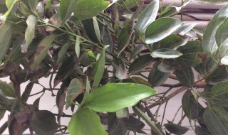 元宝树的养殖方法和注意事项 元宝树的养殖方法和注意事项是什么