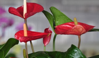 红掌水培养殖方法 红掌水培养殖方法是什么