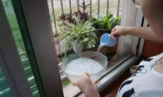 牛奶浇花的正确方法 过期牛奶怎么浇花