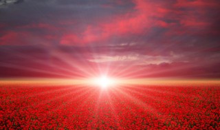 一帘幽梦是什么意思 一帘幽梦的意思