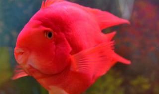 鹦鹉鱼如何养 鹦鹉鱼的养殖方法