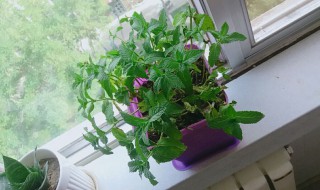 薄荷花怎么养殖方法 薄荷花养殖的方法