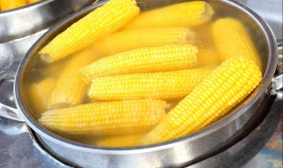 玉米太老了该怎么吃 玉米太老了该如何吃