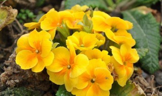 迎春花怎么养殖方法 迎春花的养殖方法和注意事项