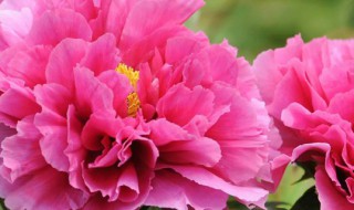 牡丹花种子种植方法 怎样种植牡丹花种子