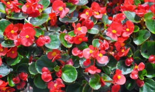 四季海棠花的养殖方法 四季海棠花的养殖方法简单介绍