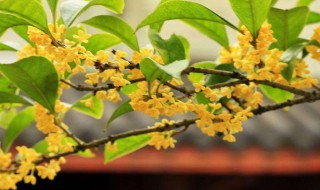 桂花的保存方法 桂花的几个保存方法简述