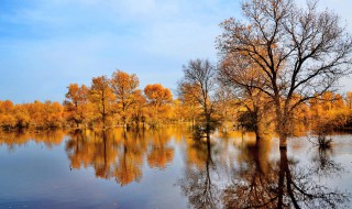 描写胡杨林的优美句子 形容胡杨林的句子