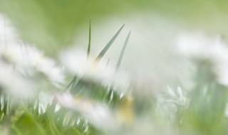 草坪松土方法 草坪打孔的作用