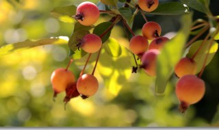 海棠果怎么吃 海棠果的吃法