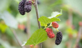 桑椹的修剪方法 桑葚怎么修剪