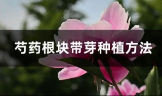 芍药根块带芽种植方法 芍药根块带芽种植方法是怎样的