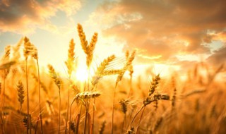 关于阳光的唯美句子 关于阳光的唯美句子有哪些