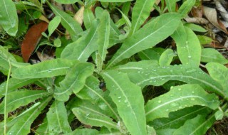 储存野菜的方 怎样储存野菜