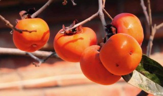 柿子如何存放的时间长 柿子存放时间长的方法介绍