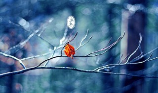 描写立冬的唯美句子 有关描写立冬的优美句子