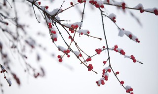 小雪节气的特点 小雪节气的特征有哪些