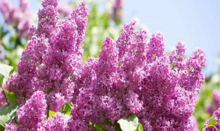 丁香的越冬方法 丁香怎么越冬