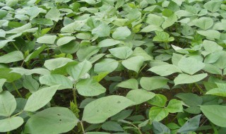 绿豆怎么种植方法 种植方法如下