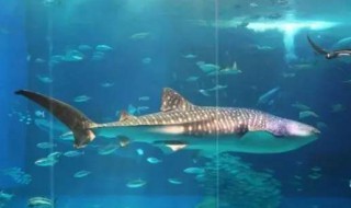 鲸鱼一分钟心跳是几次有多少次 鲸鱼一分钟的心跳是几次