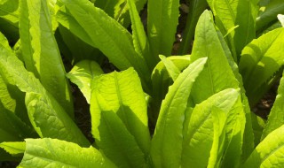 笋菜的栽培方法 播种前需要做什么处理