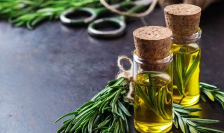 迷迭香不适合人群 迷迭香的介绍